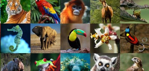 Celebra el mundo el «Día de los animales»