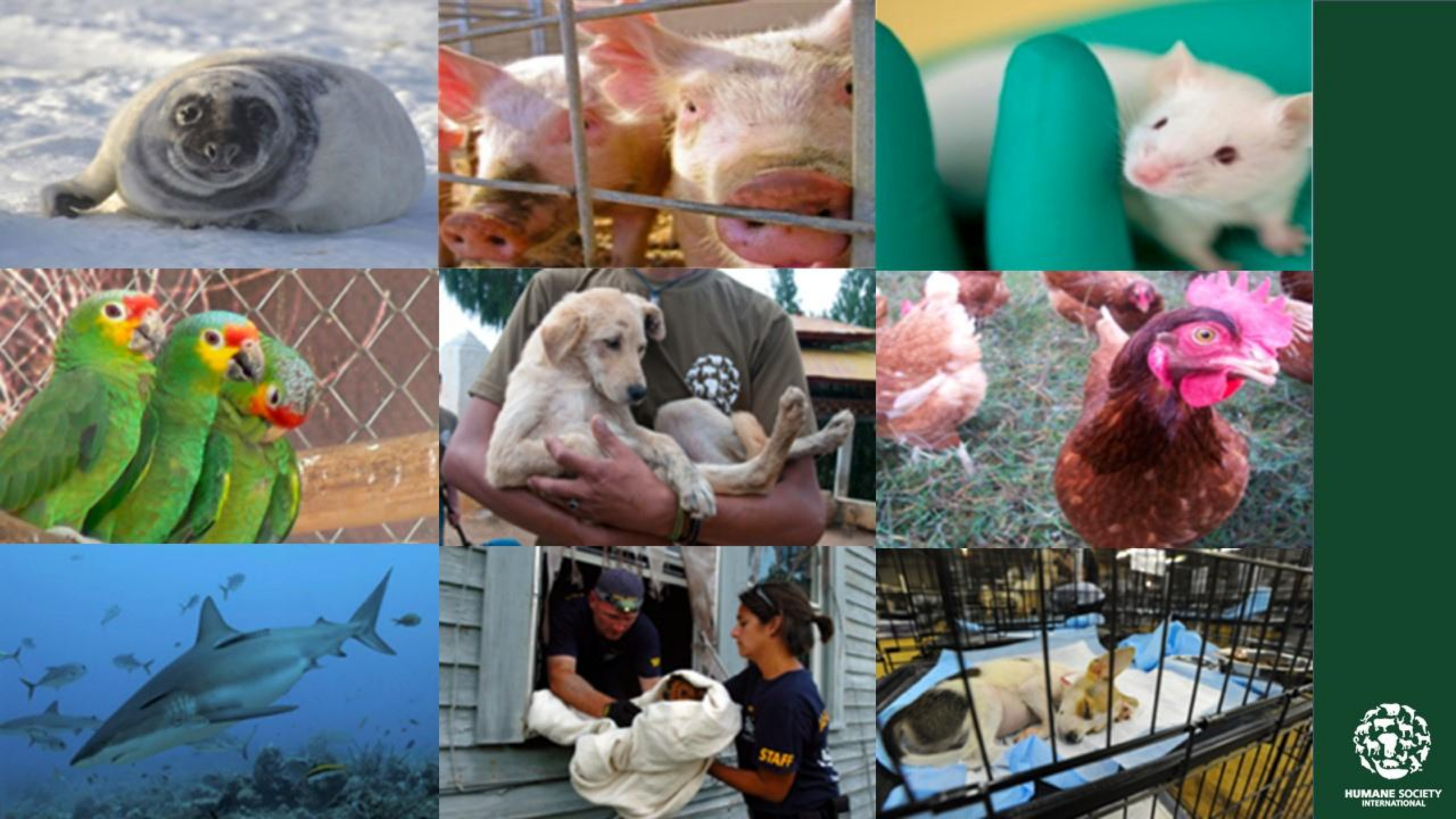 agenciabrunch_2020_HSI