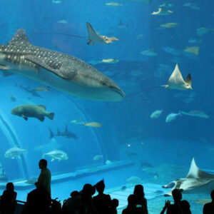 Acuario-1