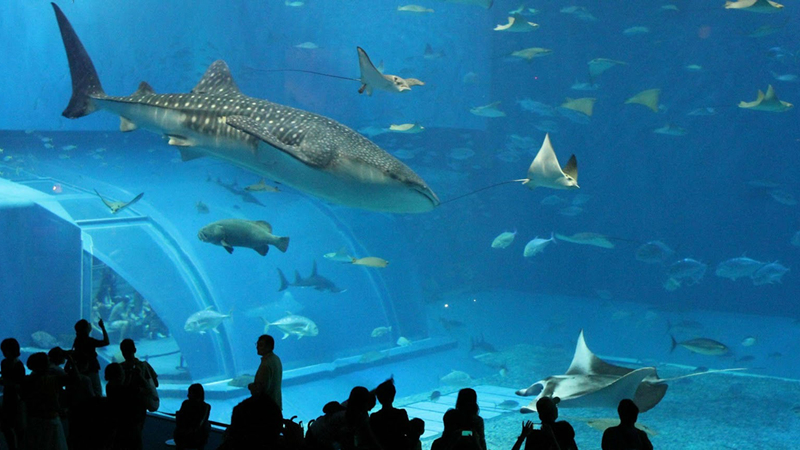 Acuario-1