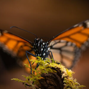 Mariposa-1