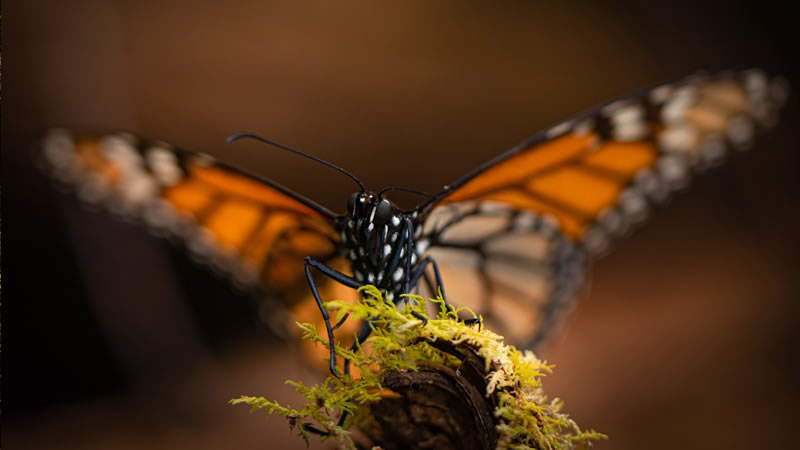 Mariposa-1