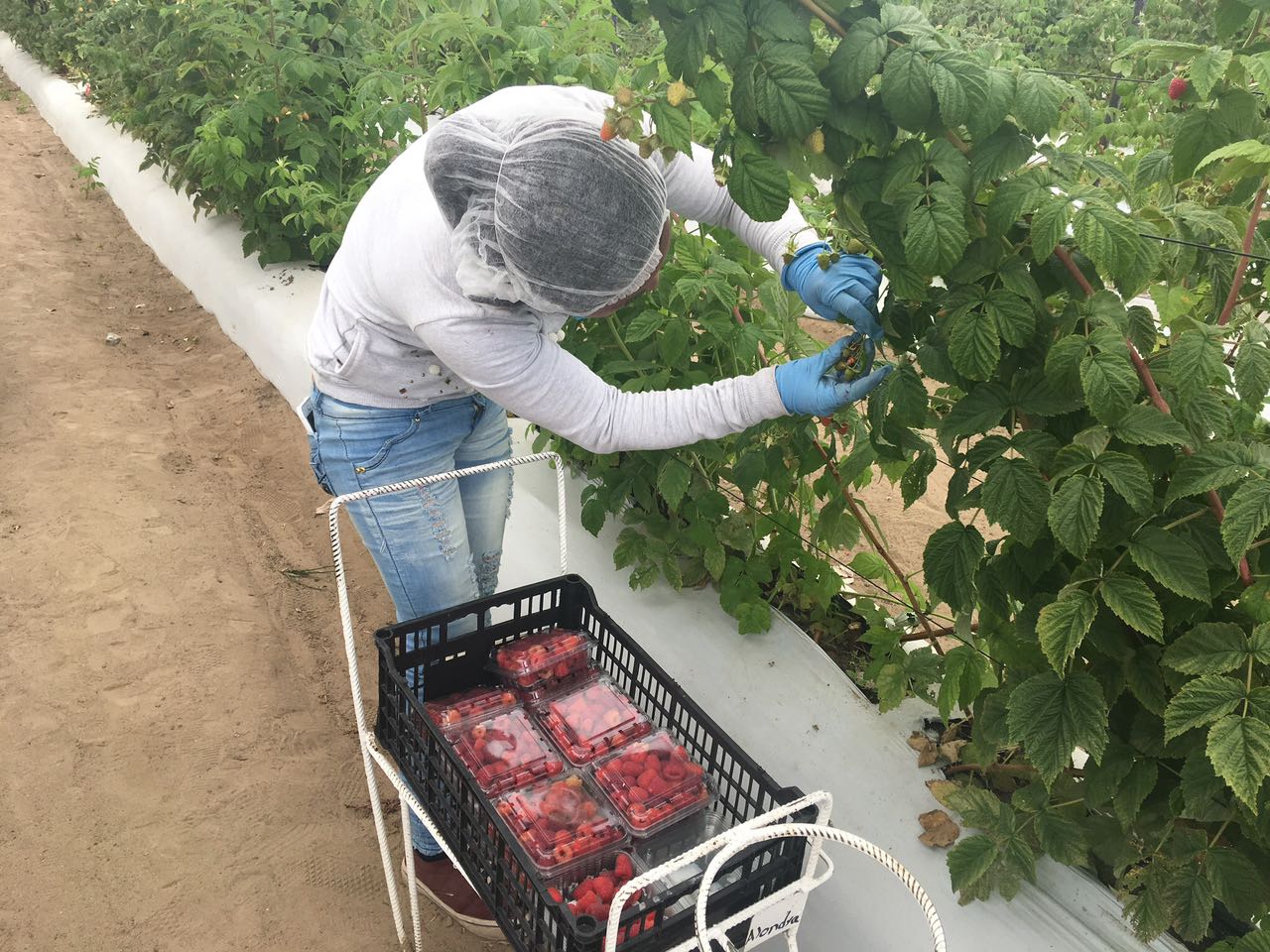 Campo Vivo lanza nuevos productos orgánicos