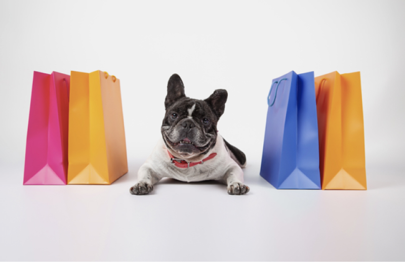 Tres cosas que tu perro amará hacer