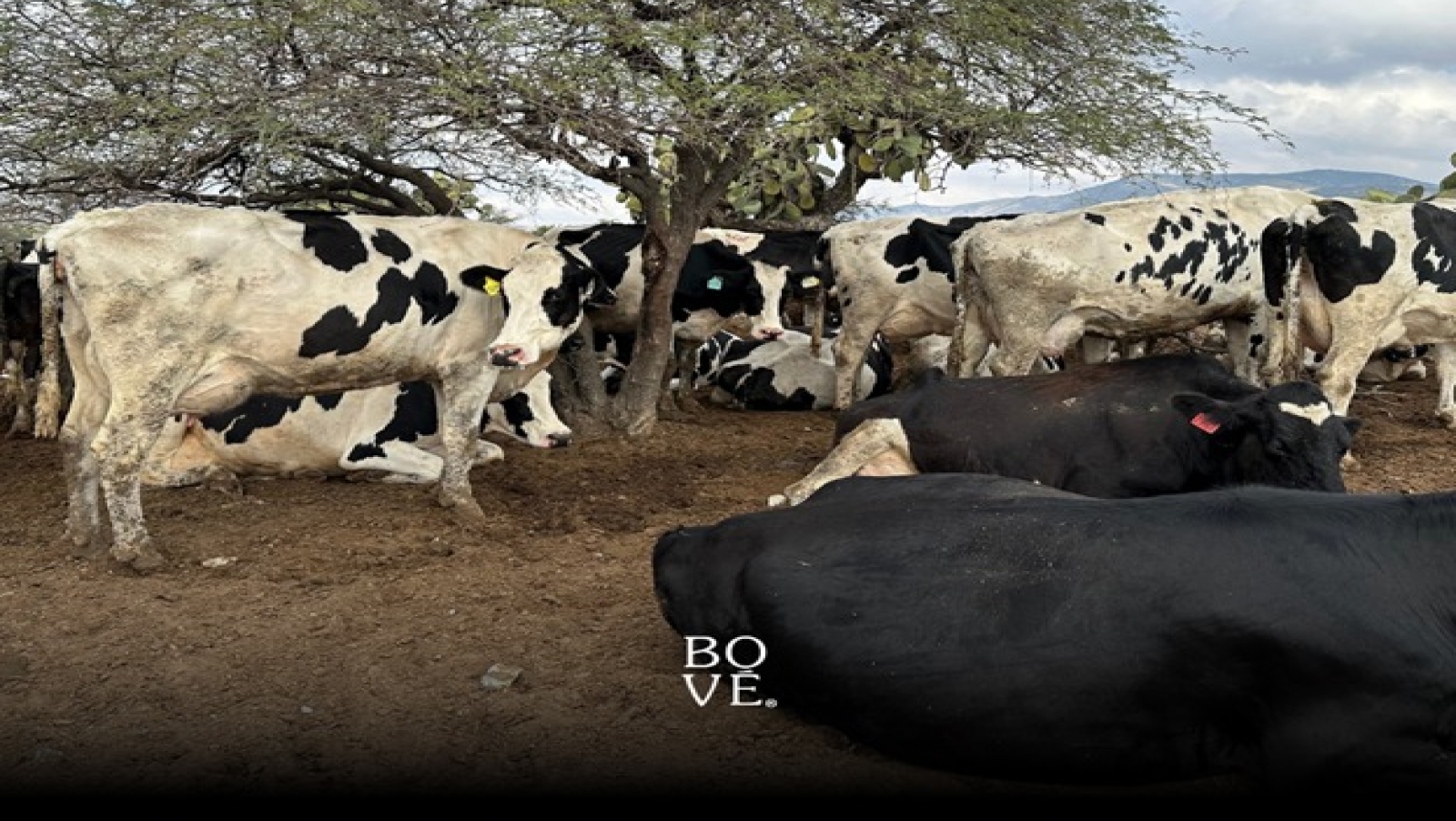 Bové, la marca de lácteos orgánicos en México, abrió las puertas de su rancho