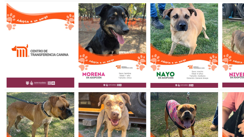 Agencia_Brunch_Centro_De_Transferencia_Canina