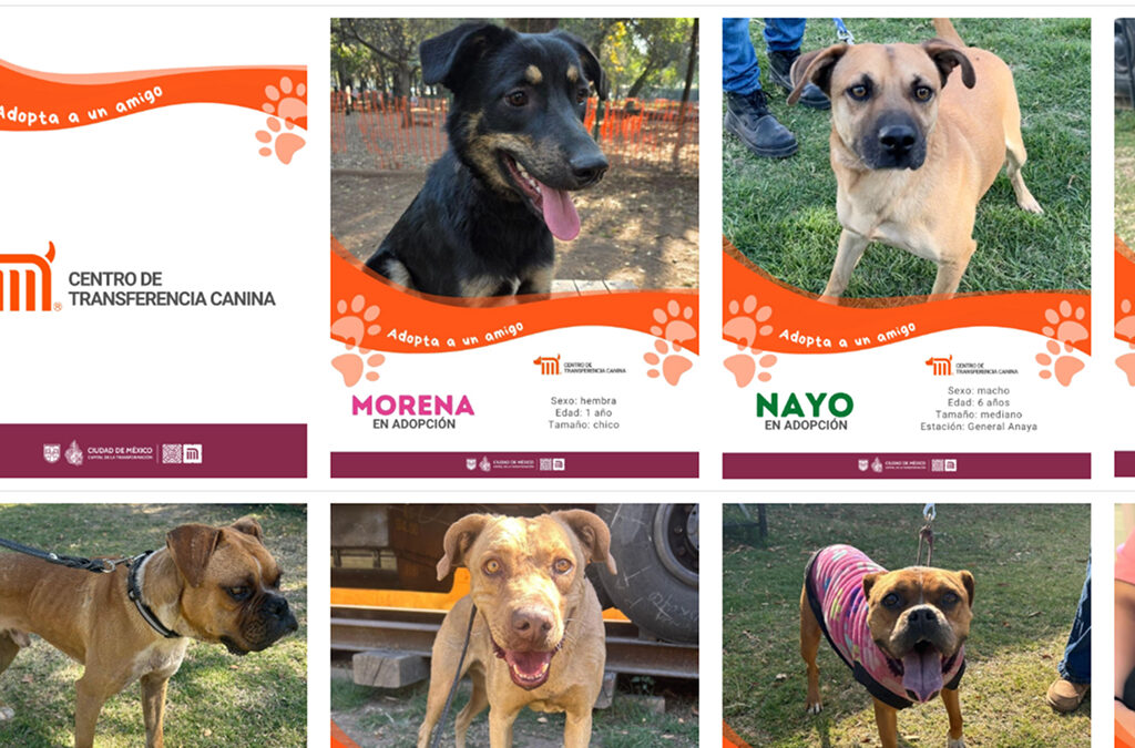 Agencia_Brunch_Centro_De_Transferencia_Canina