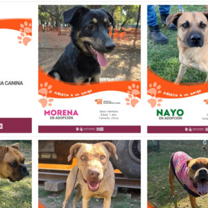 Agencia_Brunch_Centro_De_Transferencia_Canina