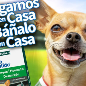 Agencia_Brunch_Grisi_Pet_Care_El_Perro_Consentido