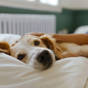 Agencia_Brunch_Mars_Adopcion_De_Mascotas